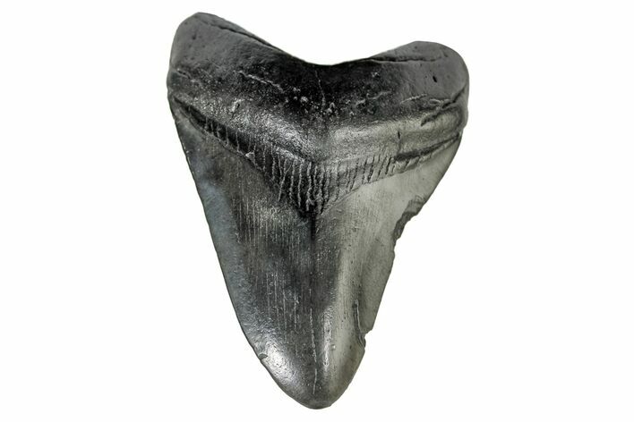 Fossil Megalodon Tooth - South Carolina #170453